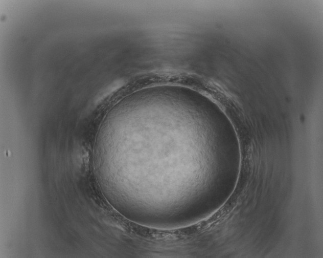 X0000062891302200601171503