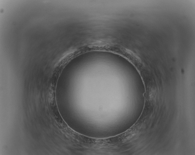 X0000062891350200601171503