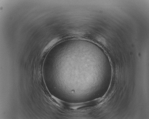 X0000062891354200601171503