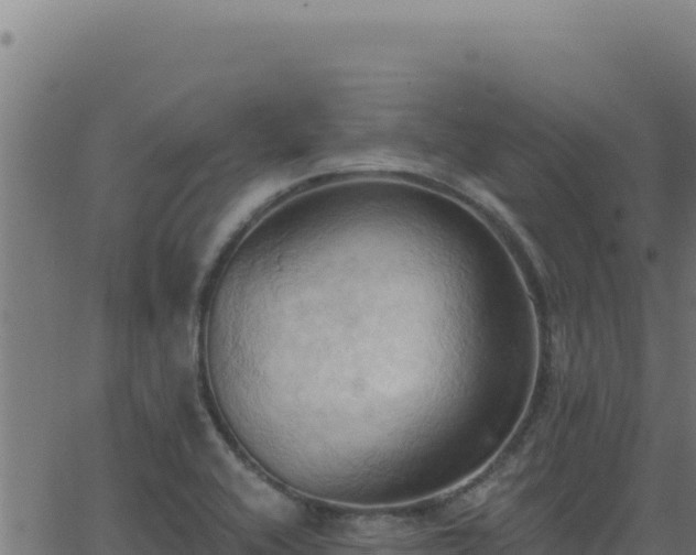 X0000062891416200601171502