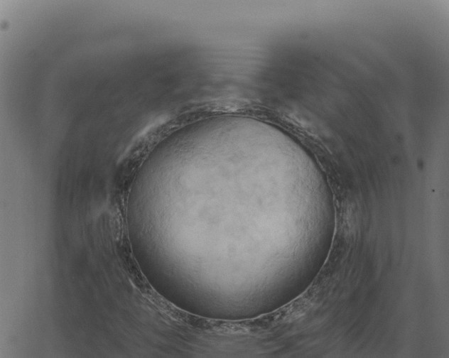 X0000062891446200601171501