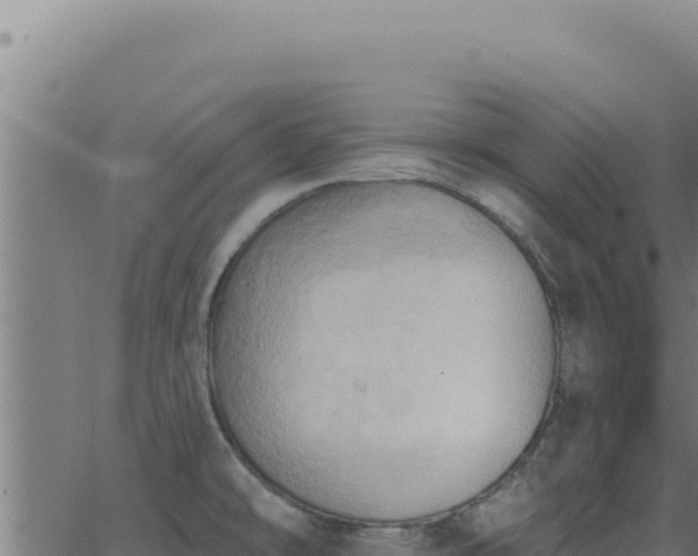 X0000062891478200601171501