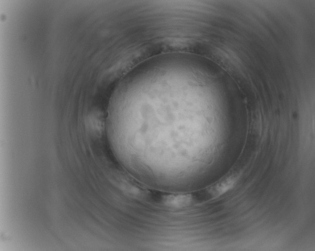 X0000062890135200601201855