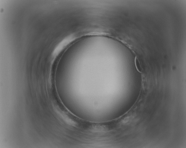 X0000062890296200601201852