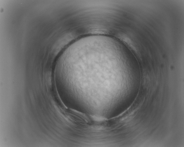 X0000062890299200601201852