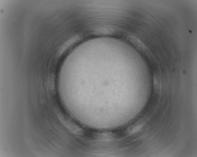 X0000062890396200601201851