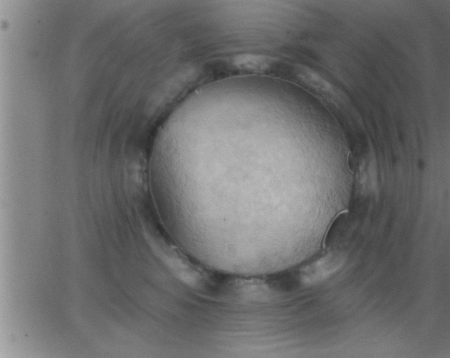 X0000062890424200601201850