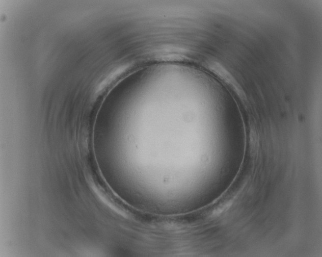 X0000062890533200601201848