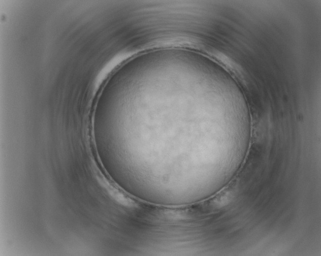 X0000062891086200601201839