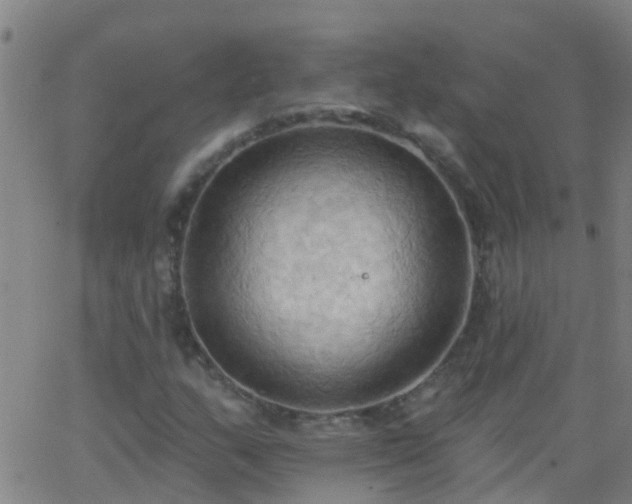 X0000062891159200601201838