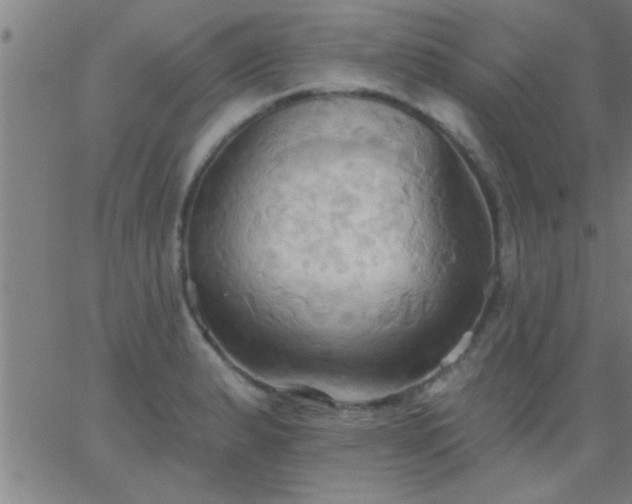 X0000062891183200601201838