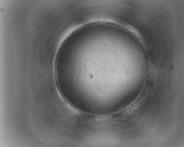 X0000062891199200601201838