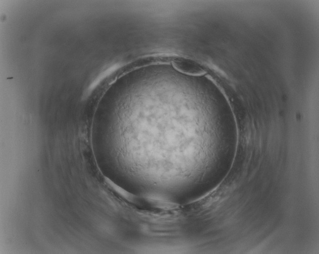 X0000062891255200601201837