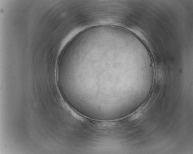 X0000062891294200601201836