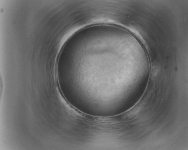 X0000062891295200601201836