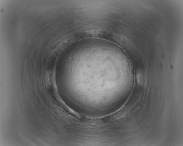 X0000062891347200601201835