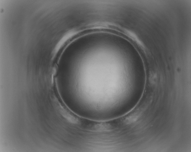 X0000062891368200601201835