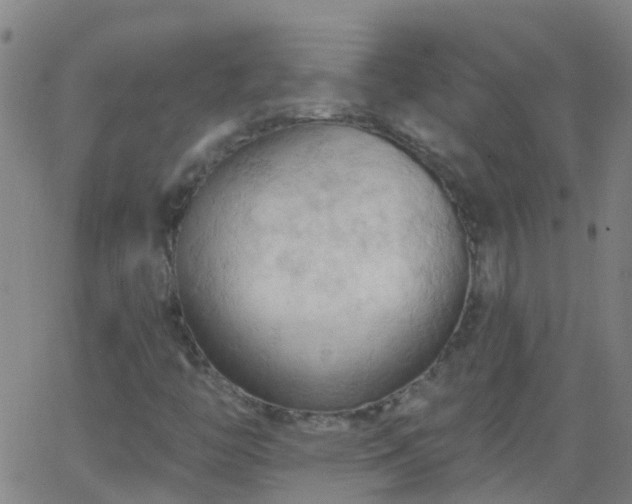 X0000062891446200601201834