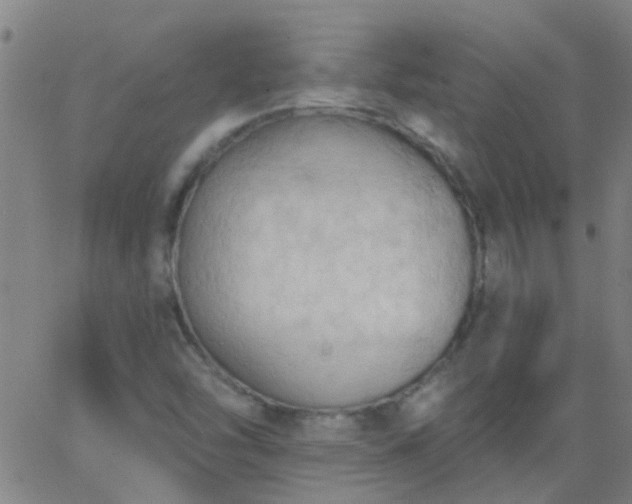 X0000062891454200601201833