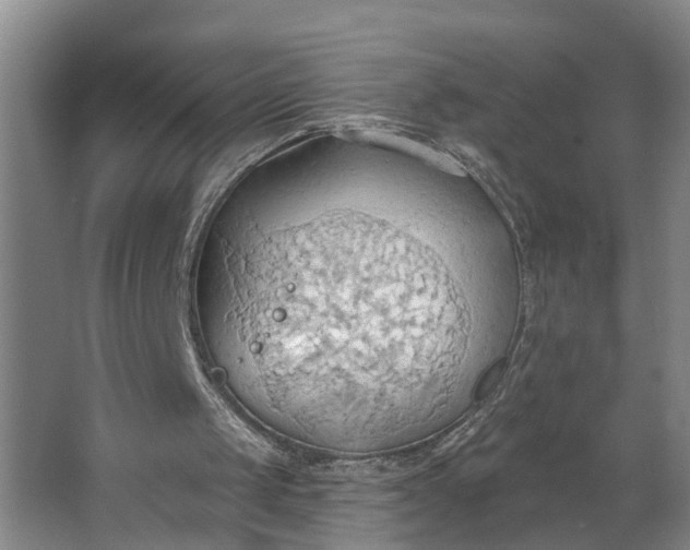 X0000062890049200601271658