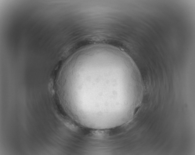 X0000062890187200601271657