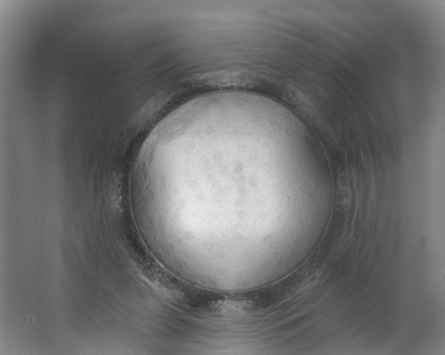 X0000062890255200601271655