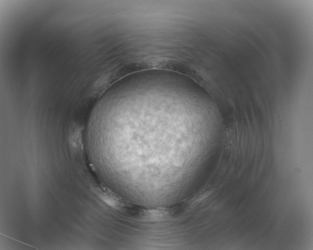 X0000062890286200601271655