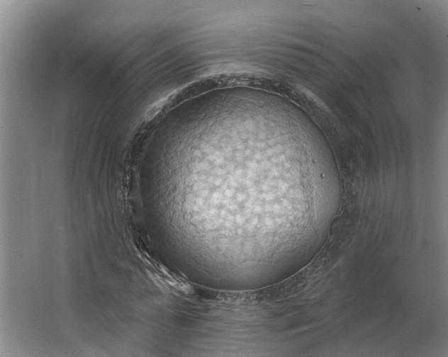 X0000062890775200601271647