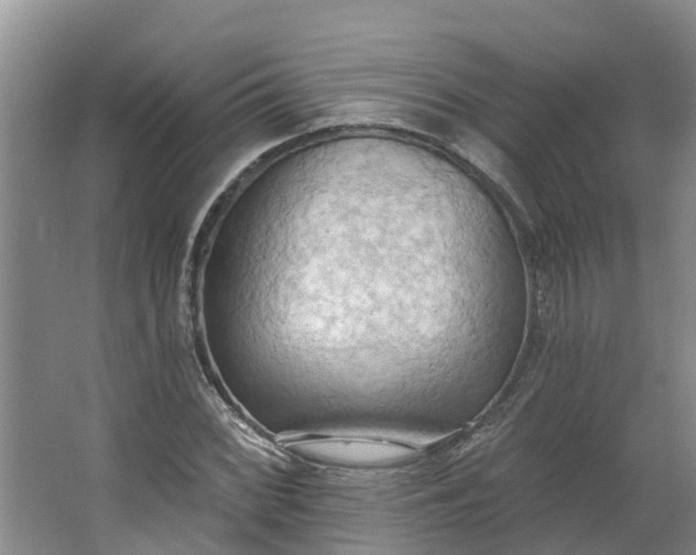 X0000062891068200601271642