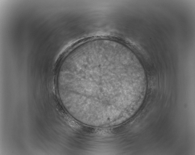 X0000062891262200601271638