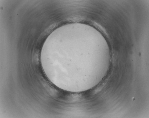 X0000062890065200602031817