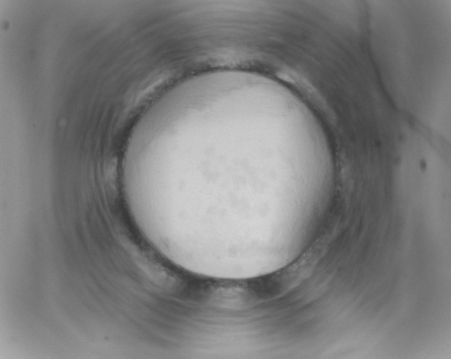 X0000062890066200602031817