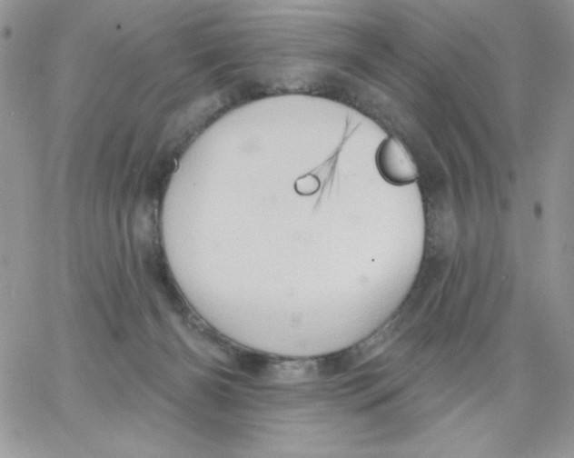 X0000062890126200602031817