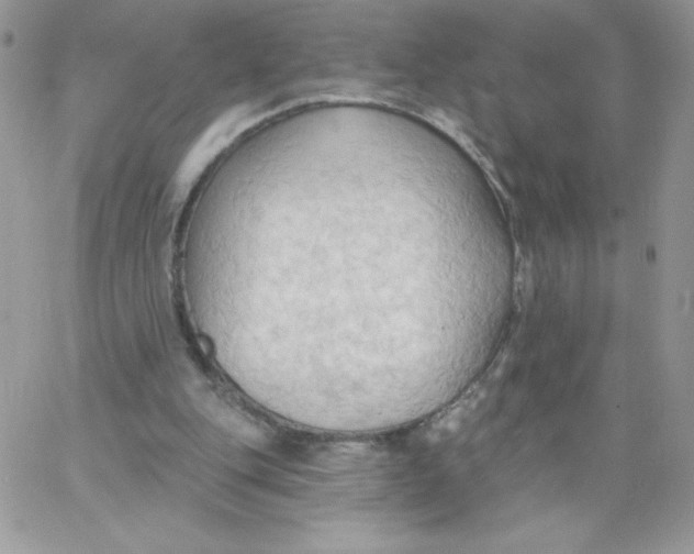 X0000062890151200602031816