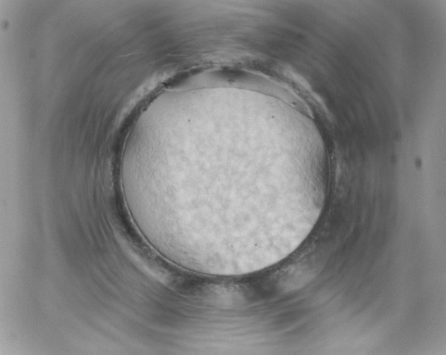 X0000062890250200602031814