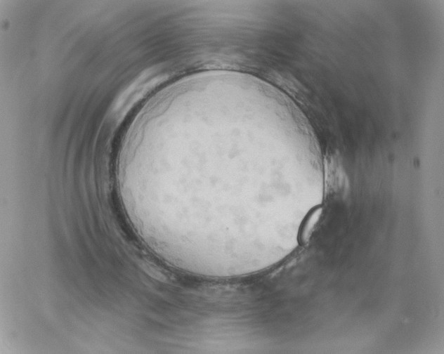 X0000062890291200602031814