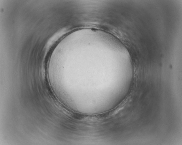 X0000062890294200602031814