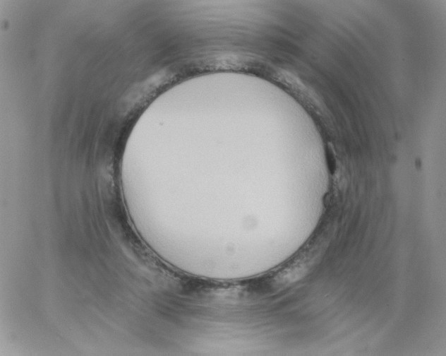 X0000062890306200602031814