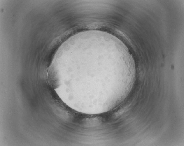 X0000062890307200602031814