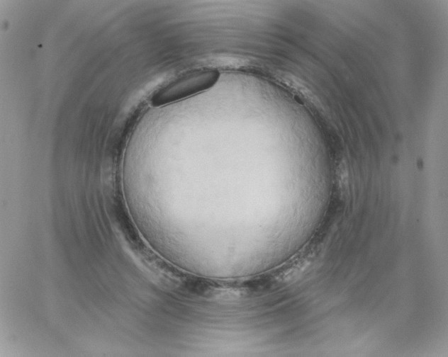 X0000062890352200602031813