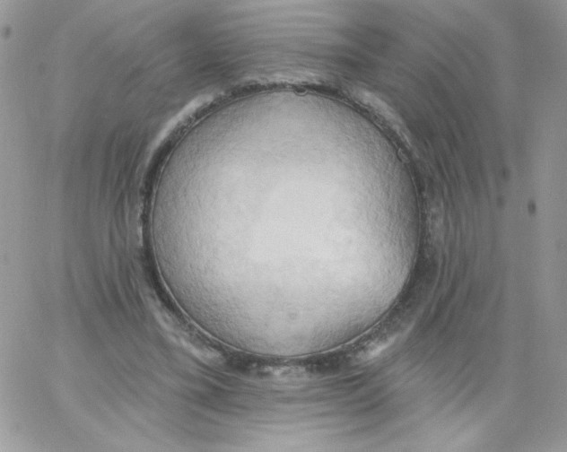 X0000062890395200602031812