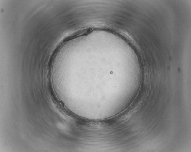 X0000062890439200602031811