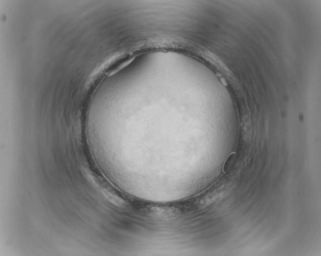 X0000062890442200602031811