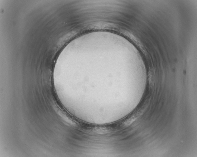 X0000062890445200602031811