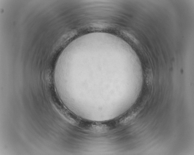 X0000062890455200602031811