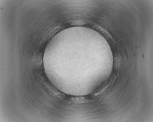 X0000062890517200602031810