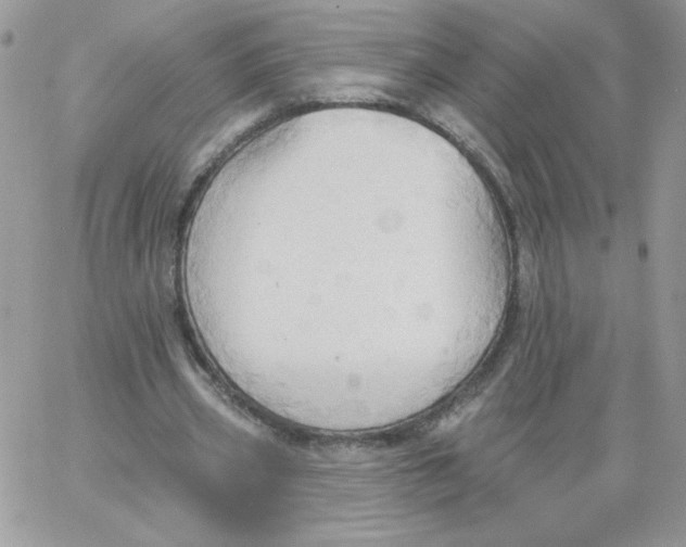 X0000062890533200602031809