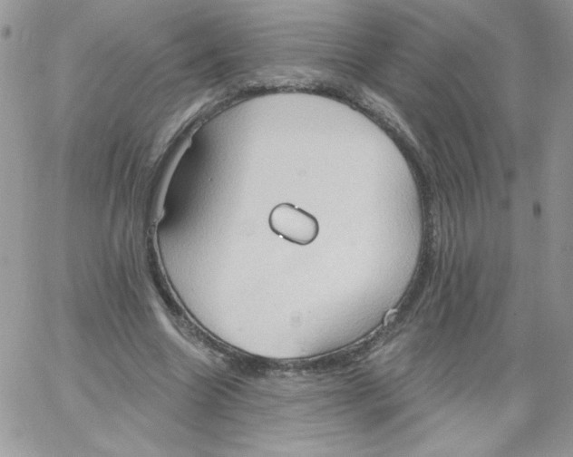 X0000062890538200602031809