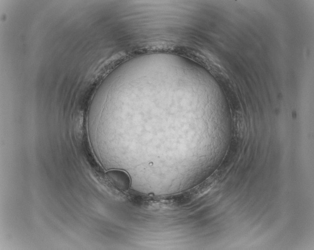 X0000062890550200602031810