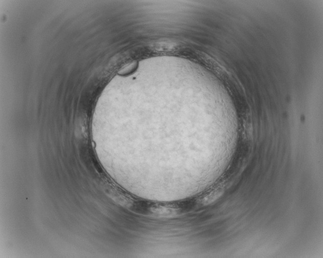 X0000062890561200602031810